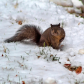 Snowy Squirrel