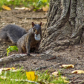 Squirrel Carrying A Rock