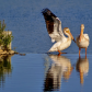 Pelicans On The Water