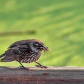 Bird Eating A Bug