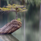 Solitude