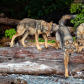 The Pack