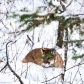 Mountain lion peers through the trees