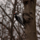 Hairy woodpecker in search for food