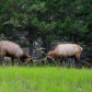 Two bull elk fight for dominance