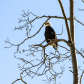 Bald eagle perched