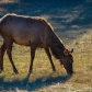 Elk grazes in the morning sun