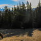 Elk grazes in the morning sun