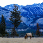 Elk grazes in the morning sun