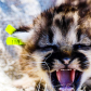 Mountain lion shows off teeth