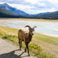 Big horn sheep yew walks along shoreline