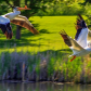 Pelicans Mid Flight