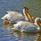 Pelicans On The Water