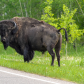 Bison Stare Off
