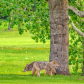 Coyotes In The Park