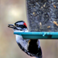 Woodpecker Feeding Time