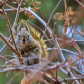 Squirrel In A Tree