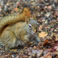 Cute Park Squirrel