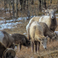 Bighorn Sheep Gathering