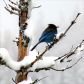 Stellar Jay Day 