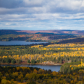 Sea of Yellow