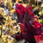 Pitcher Plant