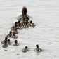 Merganser Mama 