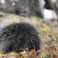 Prickly Porcupette 