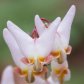 Dutchman's Breeches