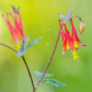 Canada Columbine