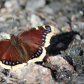 Mourning Cloak Beauty