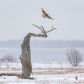 Red-Tailed Hawk and the Tree