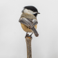 Portrait of a Chickadee