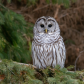 Portrait of a Barred Owl