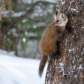 Pine Marten in Winter