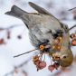 Juvenile Pine Grosbeak and the Crabapple Tree