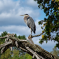 Great Blue Heron overlooking the Muskoka River