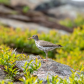 Spotted Sandpiper Female and Chick