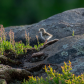 Spotted Sandpiper chick