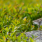Spotted Sandpiper chick strikes a pose