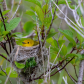 Yellow Warbler on her nest