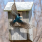 Tree Swallow