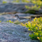 Spotted Sandpiper family
