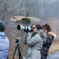 Owl Paparazzi