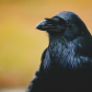A Raven's stare.