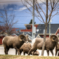 Bighorns in Town