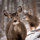 Mule Deer in the Forest