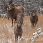 Bighorn in the Park