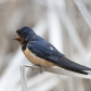 Barn Swallow Calling