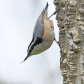 Red Breasted Nuthatch Feeding